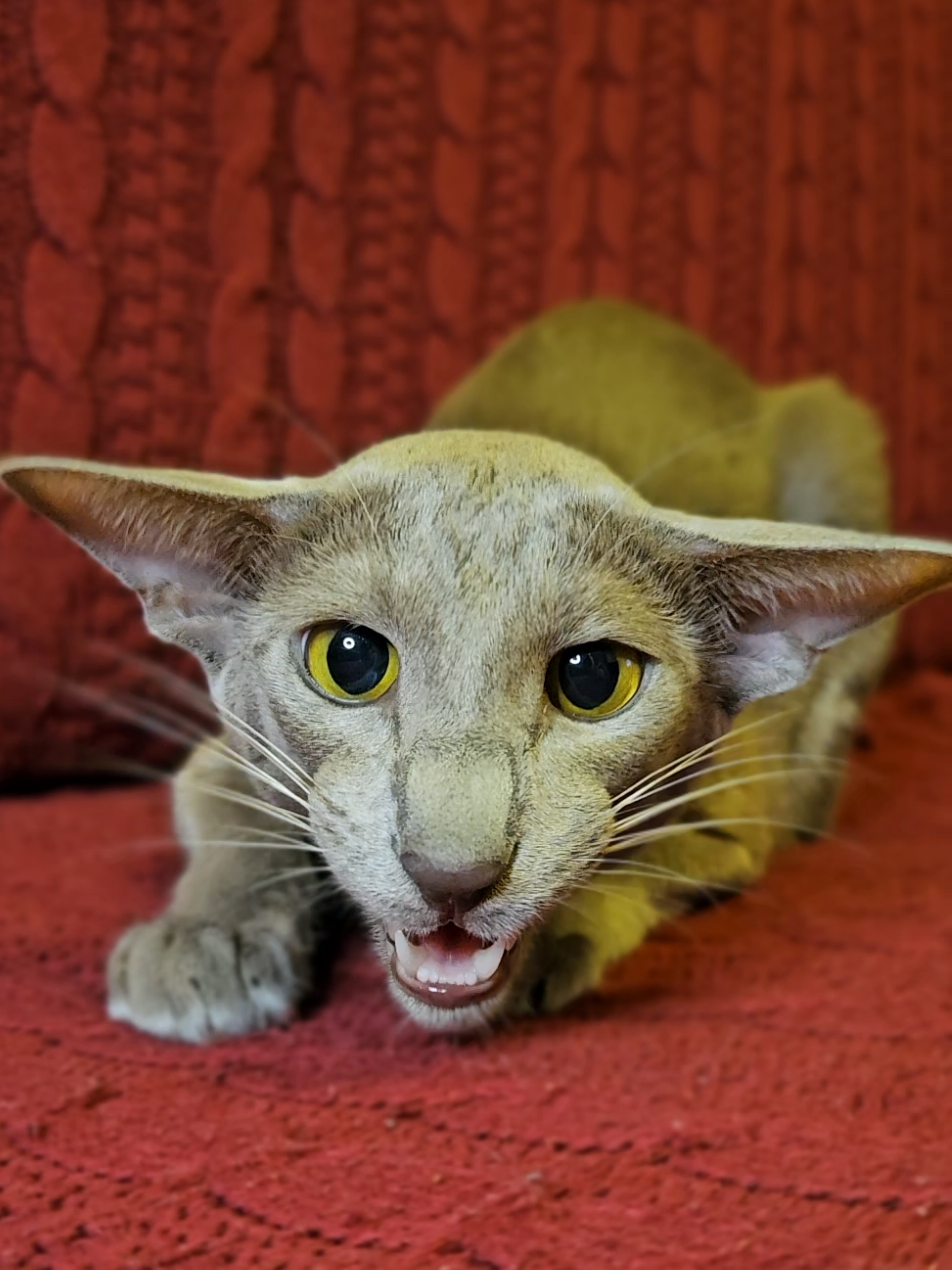 ☢️👽#geigercountercat #radiation #geigercounter #orientalcat #PetsOfTikTok #catsoftiktok #dobbycat #orientalshorthaircat #orientalshorthair #soundon #ekekekkekkek 