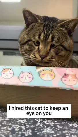 #funny#catslovers #cats #foryou