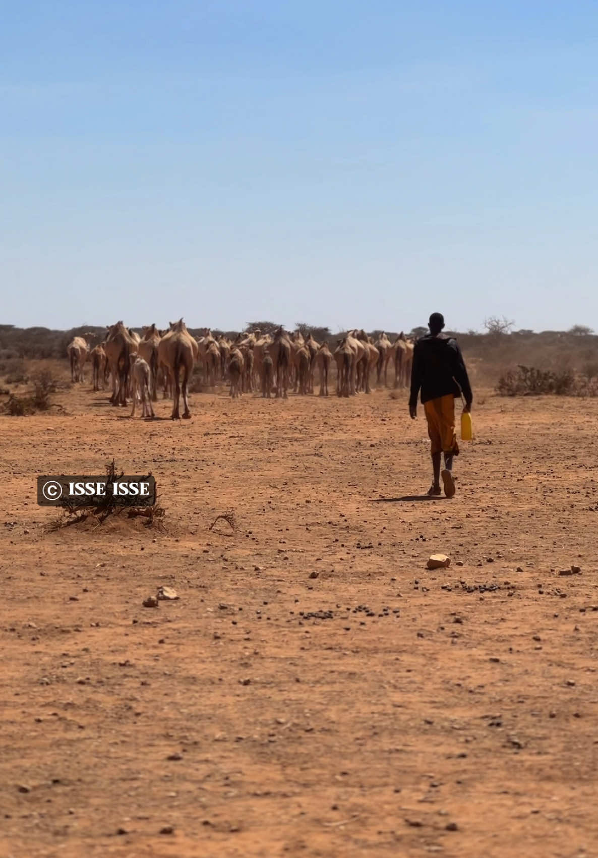 Nin Kadin Geela u foofo maxa ka maqan tolow #puntlander🇸🇱 #onthisday #somali #somalia #somaliticktok #fyp #viral #viralvideo #foryou #idaajaa #isseisse #fpy #foryoupage #miyi #baadiye #dhaqansoomaali #nugaal #faras #ssckhatumo🐎 #darwiish #geel