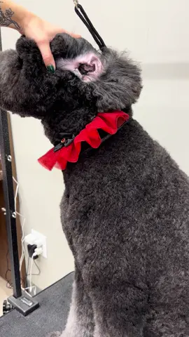 Sunny is always the best girl ever!🐶🩷 #bernedoodle #dogsoftiktok #doggrooming #dogspa #earhair #fyp 