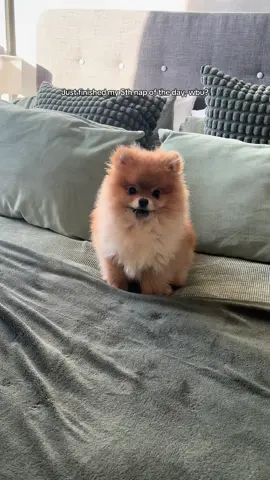 Napping is my passion 💤 😴 #pomeranianpuppy #pomeranian #puppy #fyp #foryoupage 