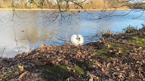 The swans are back after being missing for 12 days, the lake was frozen over so they went somewhere else so they could continue to feed. Now the ice has melted they are back and I was so happy to see them. #swans #muteswans #nature #natureuk #yorkshire 