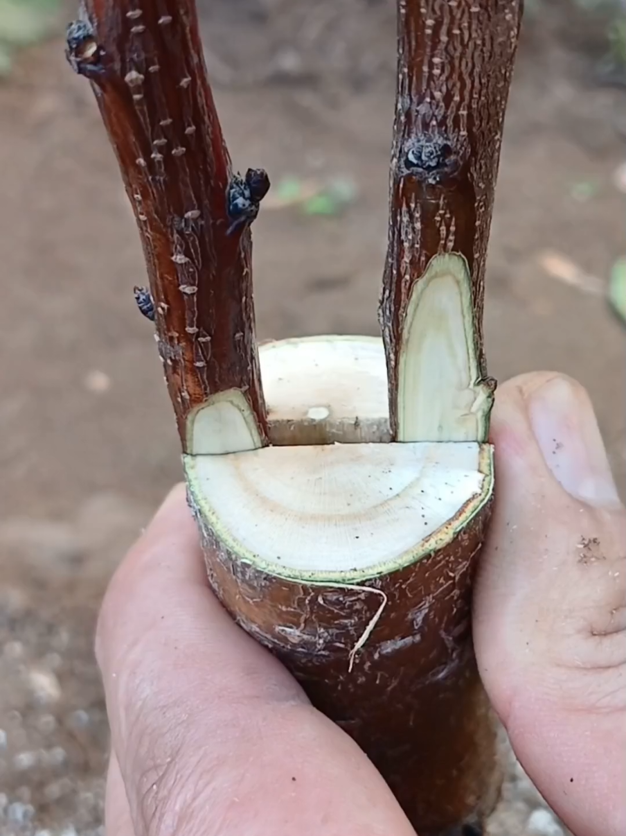 تطعيم المشمش على اللوز بالشق #france🇫🇷  #grafting_plante  #تطعيم_الأشجار 