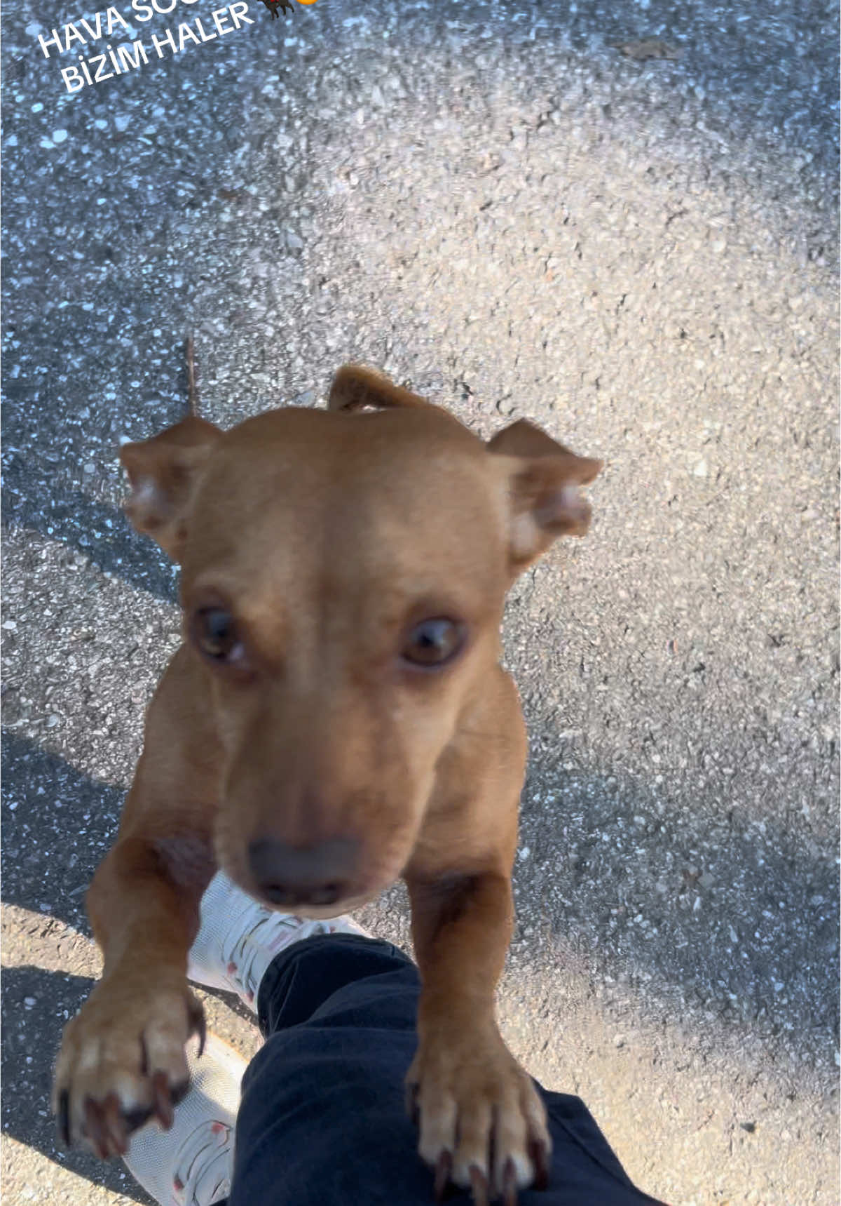 ASK ❤️🐕‍🦺🧿 #akilsagliginikaybet  #sarasota #florida #abd #america #turkiye #kadin #women #hayatintadinicikar #kendinisev #trafic #asabiyet #sakinol #fruitville #dog #mydog #lookatme 