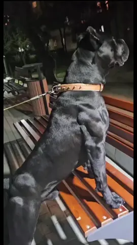 Karat🖤💪🏼#yeniyasamal#canecorso#muscle#italianmastiff#Karat#baku#keşfetteyizzz 