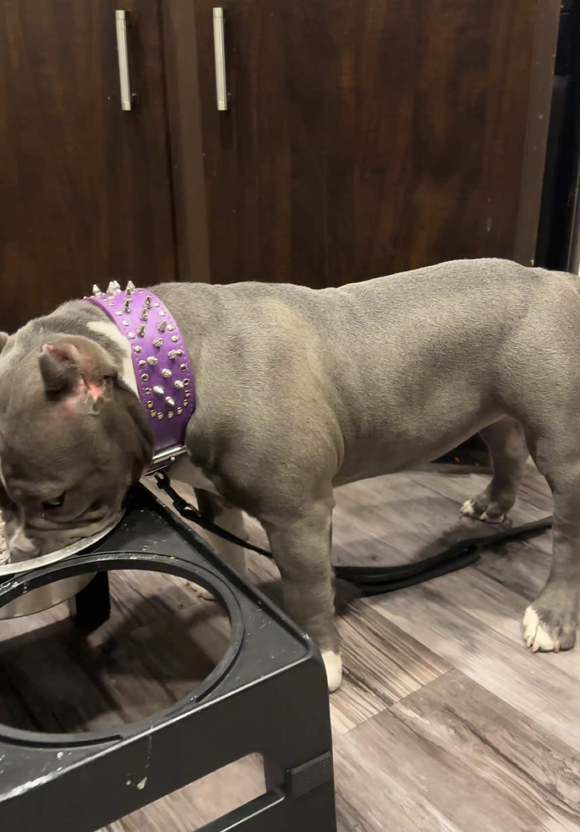 5 months and half and she’s getting big can’t wait to see her grow more.#pocketbully #americanbully #abkc #fypシ #americanbullyofficial #lasvegas #paratiiiiiiiiiiiiiiiiiiiiiiiiiiiiiii #perros #puppy #dogseating 