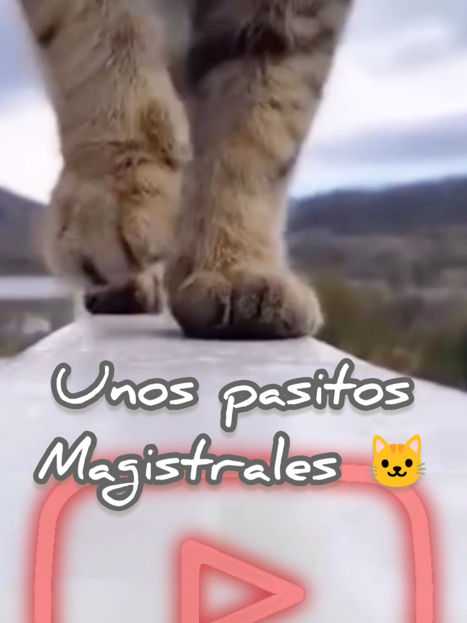 unos pasos gatunos magistrales 😳