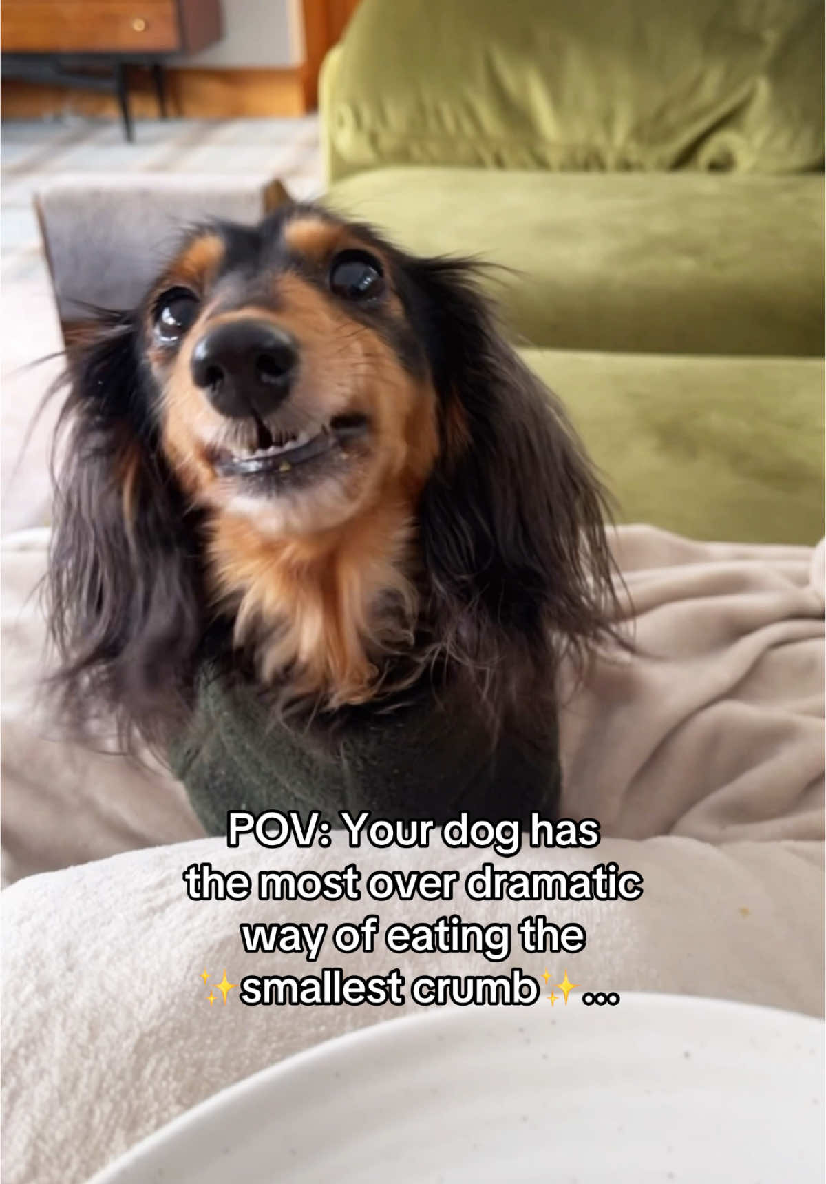 I like to think she's just truly appreciating the food... 😂 #dachshunduk #ukdogscene #sausagedog #sausagedogcentral #dogfact #sausagedogfact #doxie 