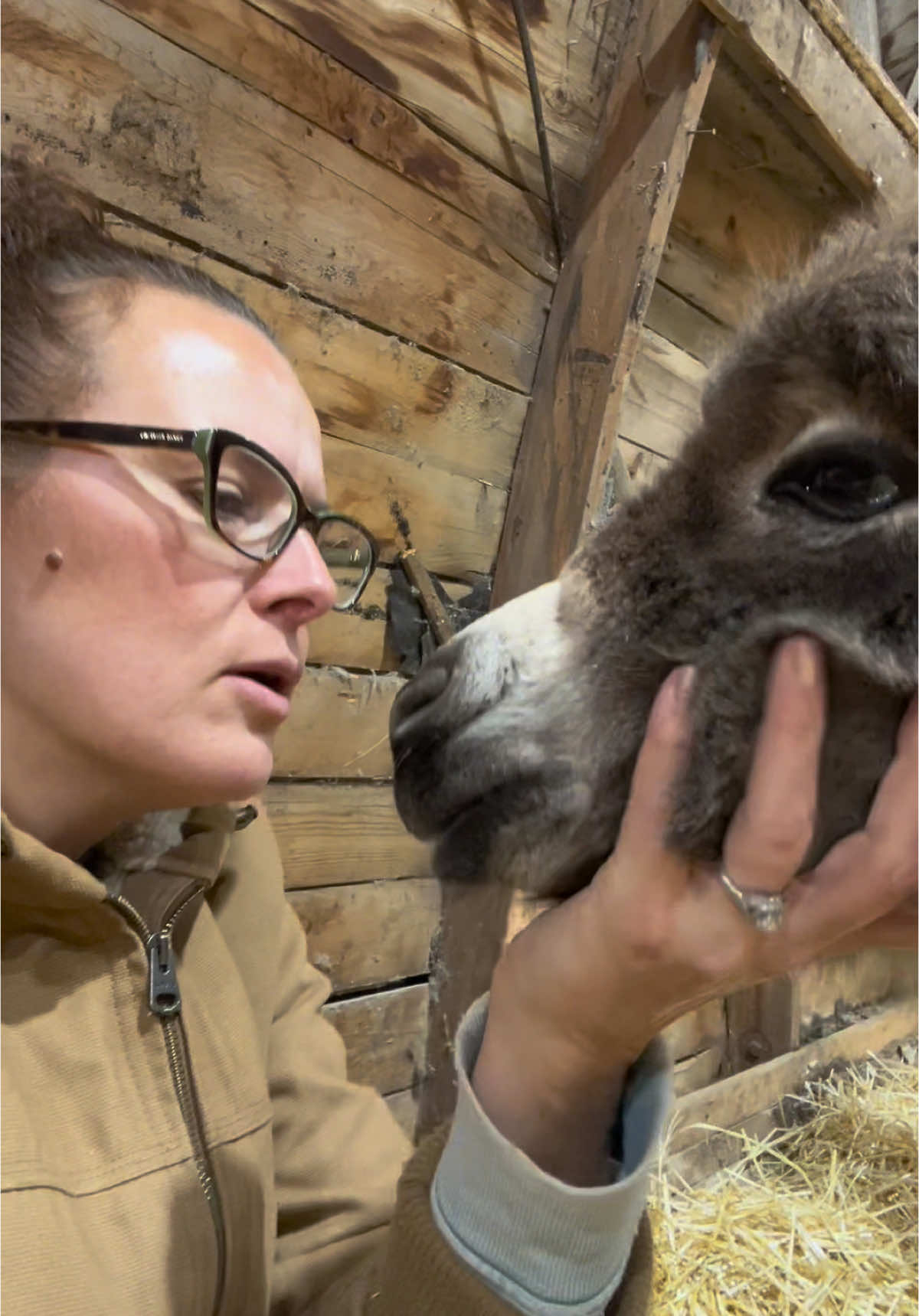 Snacks for the Jenny’s and Frosty being a menace in his new pen. #kingoftiktok #frostythebonkey #minidonkeybaby #minidonkey #babydonkey #bonkey #minidonkeys #donkeyfoal #donkeyzoomies #funnyanimals #fyp