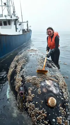 Spent the day helping whales get rid of pesky barnacles #SeaCreatures #marinelife  #DeepSeaCreatures #OceanMonsters #barnacles #removingbarnacles #DeepSeaHorrors #oceanaliens #MysteriousMarineLife #UnderwaterExploration #DeepSeaExploration #UnknownOceanWorld #SeaMonsters #EnigmaticSea #OceanicWonders #DeepSeaBeasts #MarineMysteries #OceanThrills #MysteriousOcean #SeaLegends #DeepSeaTales #OceanScience #SeaDocumentary #DeepSeaResearch #DeepSeaWorld #SeaBeasts #DeepSeaFears #OceanAdventure #OceanSecrets #AlienCreatures #MarineBiology #oceanpredators