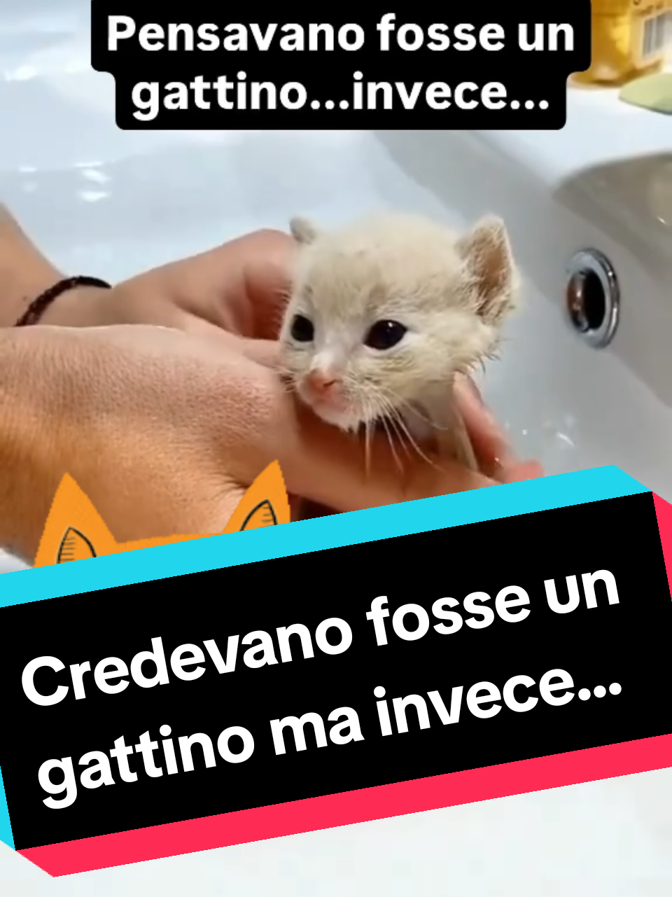 Pensano fosse un gattino ma invece trovarono... #cat #cats #dolce #lovely #fox #mini #minifoxy #foxy #rescue #incredibile 