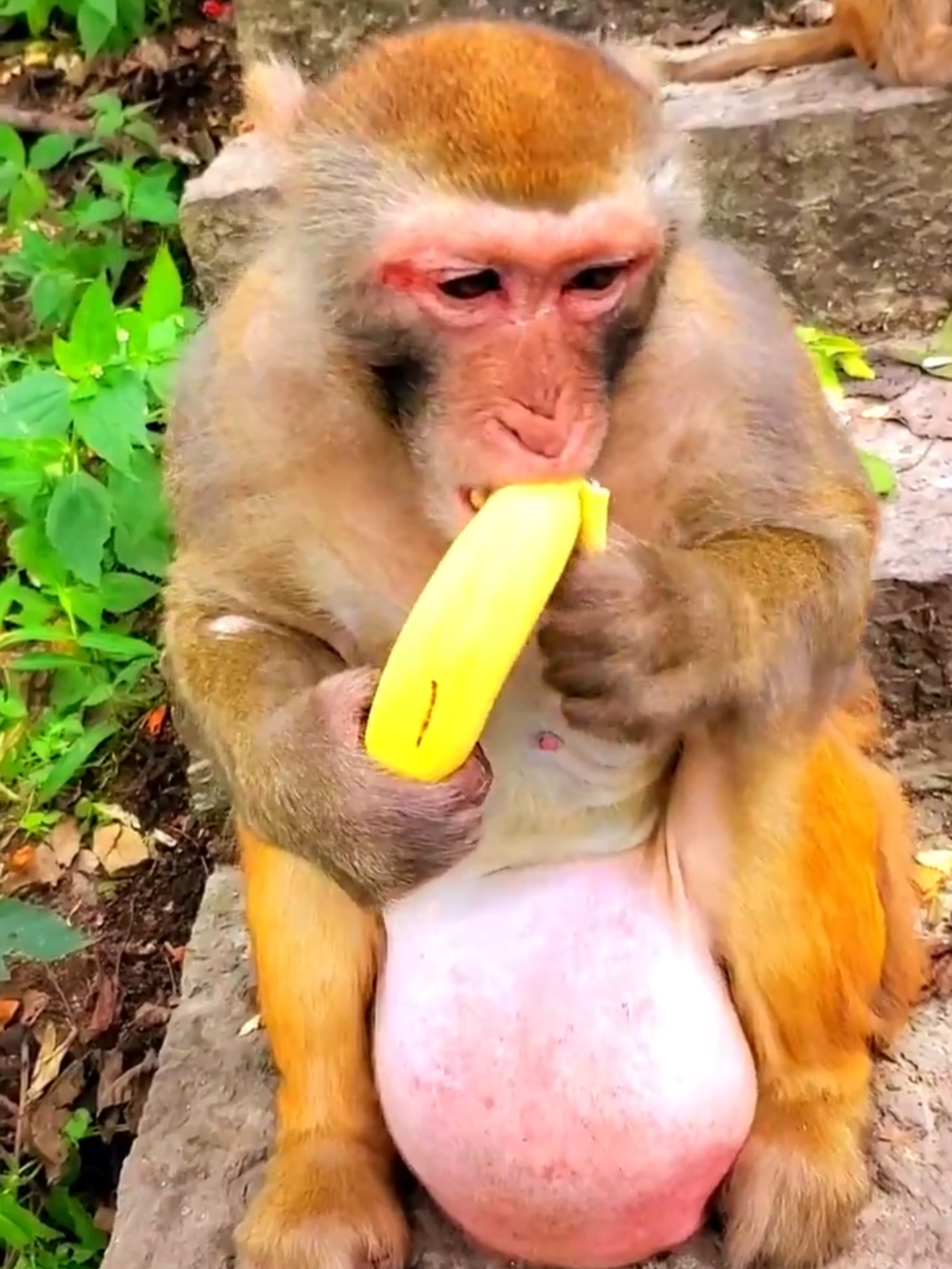 give banana to injure mom monkey monkey video viral🐒 #viral #viralreels  #animal #monkey   #reels #monkeys