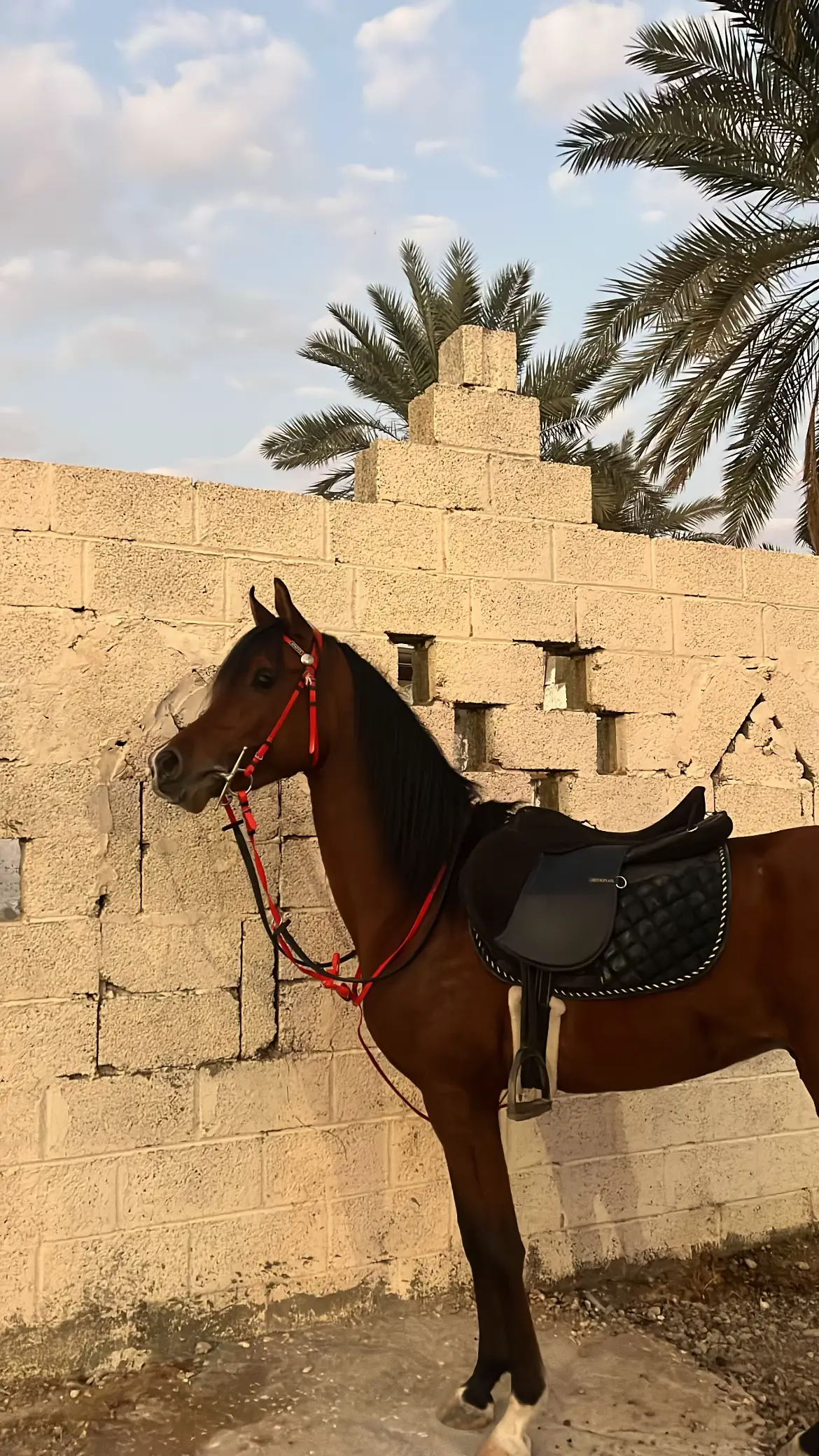 #Naif #خيل_وخياله #خيل_عربي_اصيل🐎🐎 