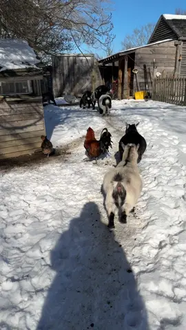 The Goose takes them to bed. 
