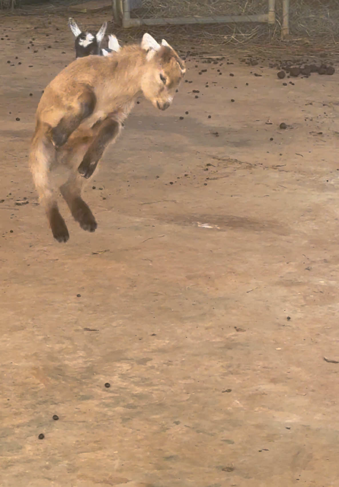 Baby goat zoomies!  #fyp #fypage #farmtok #zoomies #babygoat #goatsoftiktok #snoop #snoopdogg #boom #snoopdog #trending 