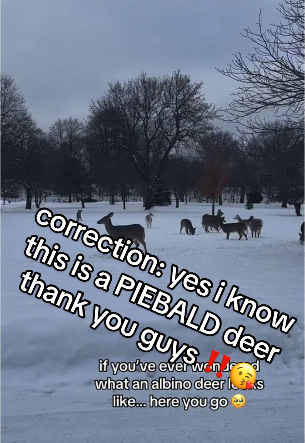 literally so breathtaking omg #deer #albino #deerseason #deertiktok #foryou #foryoupageofficiall #foru #foryoupage #forestlawncemetery #cemetery #forestlawncemeterybuffalo #snow #winter #buffalonewyork #upstateny #albinodeer #albinoanimals #gorgeous #animalsoftiktok #foryoupageofficiall #forupageシ #winterinupstateny 