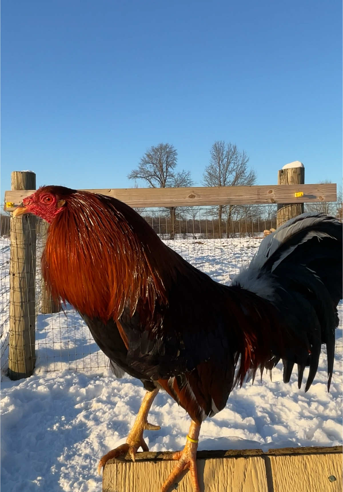 #gallos#sweater#pachecofarm#nieve