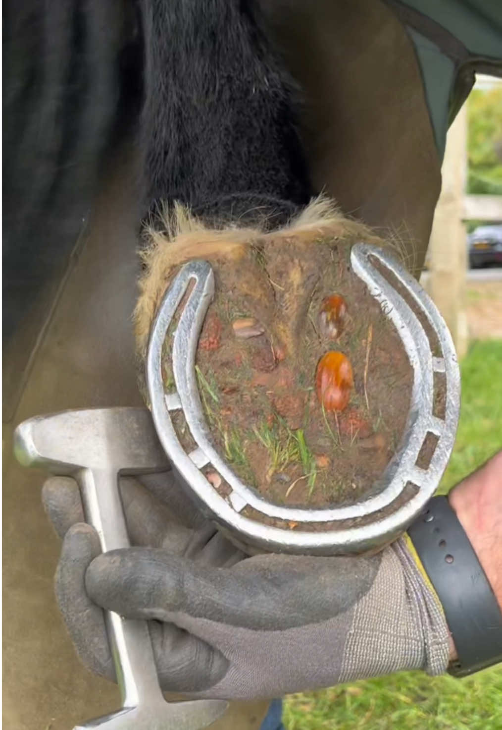 Morning manicure 💅 #horse #animalwelfare #ASMR #farriersoftiktok #horseshoe #farrier #satisfying #hoof #caredit 