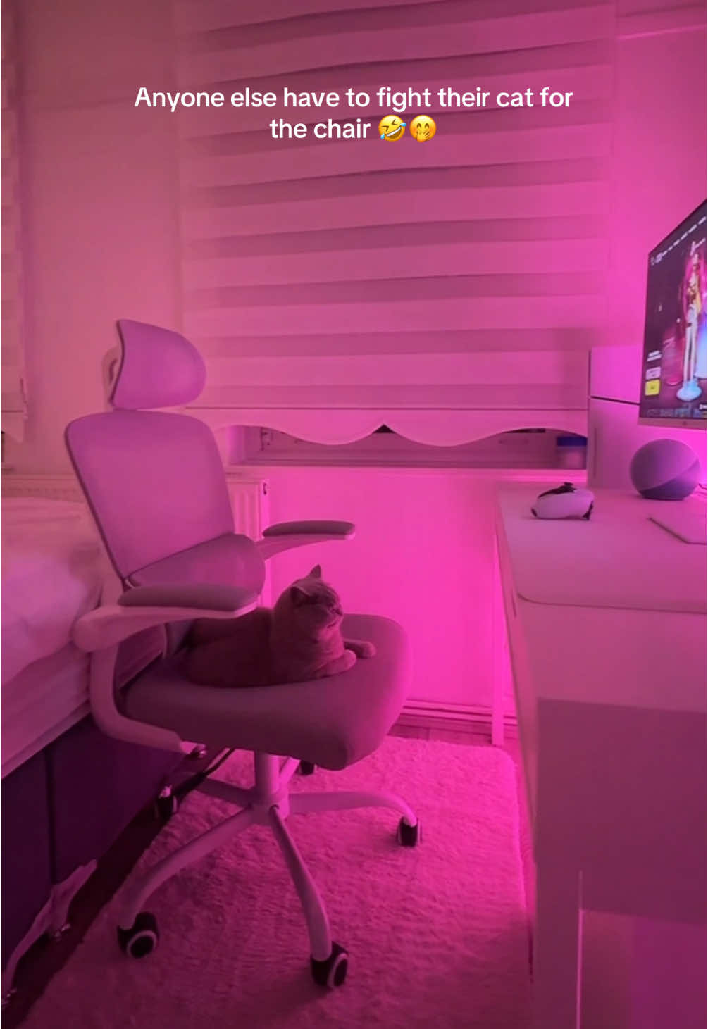 She would be the perfect gamer girl 🤣💕 #cat #girl #catmom #fortnite 
