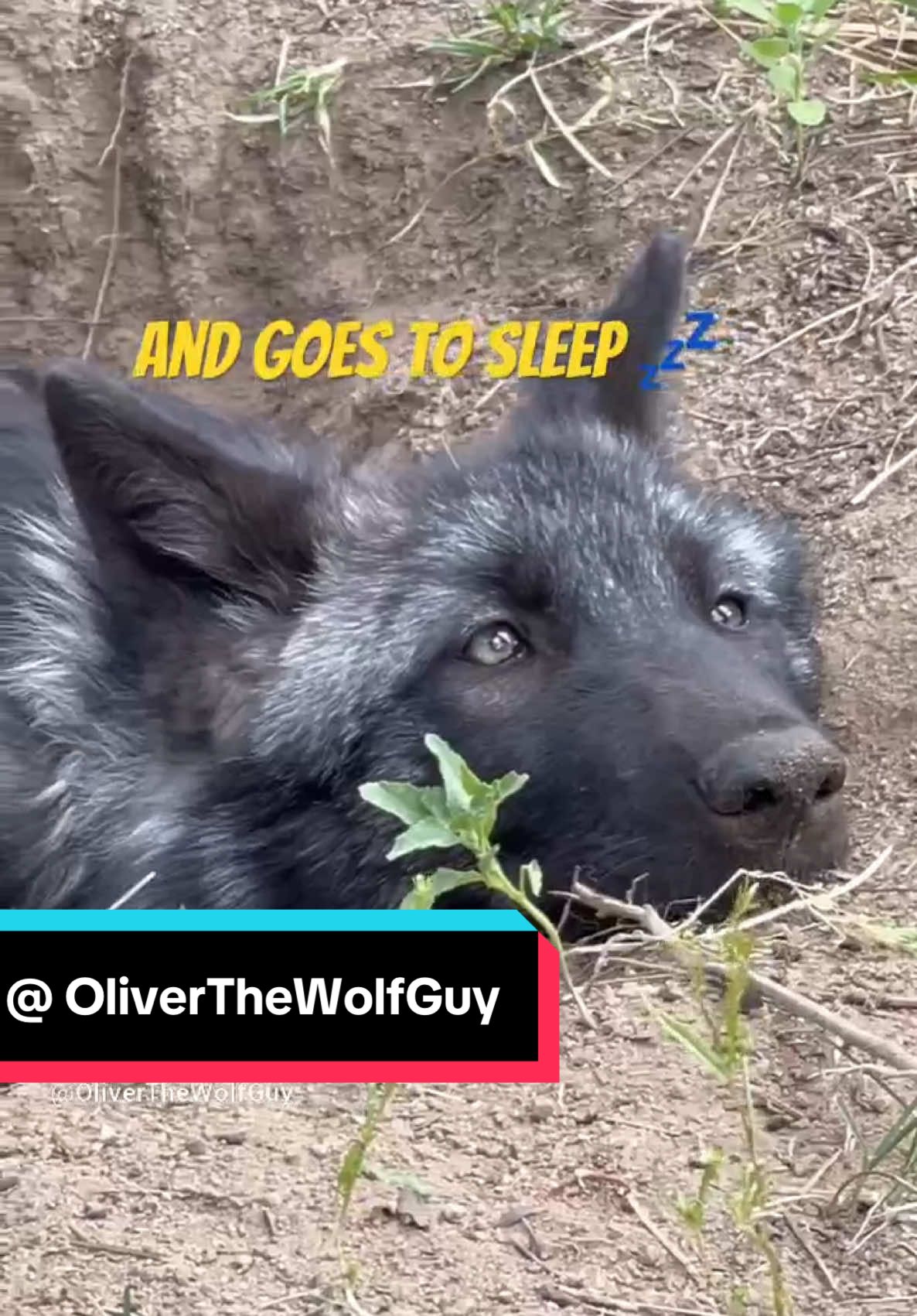 Night Night MoonieWolf 💤🌚🐺 Buy My Book! The Wolf Lover’s Guide to Raising Dogs: https://a.co/d/dKRxy3t #OliverTheWolfGuy #WolfLife #Wolves 