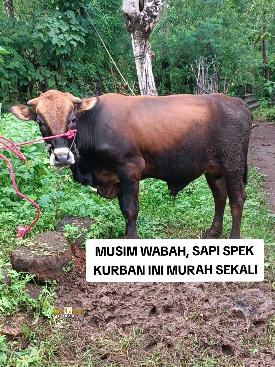 MUSIM WABAH PMK 😩 Sapi Spek Kurban Seperti Ini Harganya Jadi Murah Sekali‼️ Berikut tautan video lengkap lainnya:  https://youtube.com/@WygionMochammad?si=fsPPmFeP9OxMhsbB. Buat teman-teman semua, bagi yang belum men-Subscribe, mohon bantuannya untuk segera men-Subscribe, ya. Terima kasih. #PMK #penyakitmulutdankaki #virus #jualbelisapi #borongsapi #sapiimpor #sapibx #sapiaustralia #sapimurah #rampoksapi #reviewsapi #animals #sapibagus #humanity #pasarsapiwonoasih #pasarsapiindonesia #wygionmochammad #sapiindonesia #kotaprobolinggo #forpage #jawatimur #indonesia 