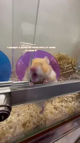 Just reasherch it #fyp #rodent #viral_video #hamsters #SmallBusiness #cossycriters #hamstergang #DIY #chewychattypets #spedup #hamster #etsy 