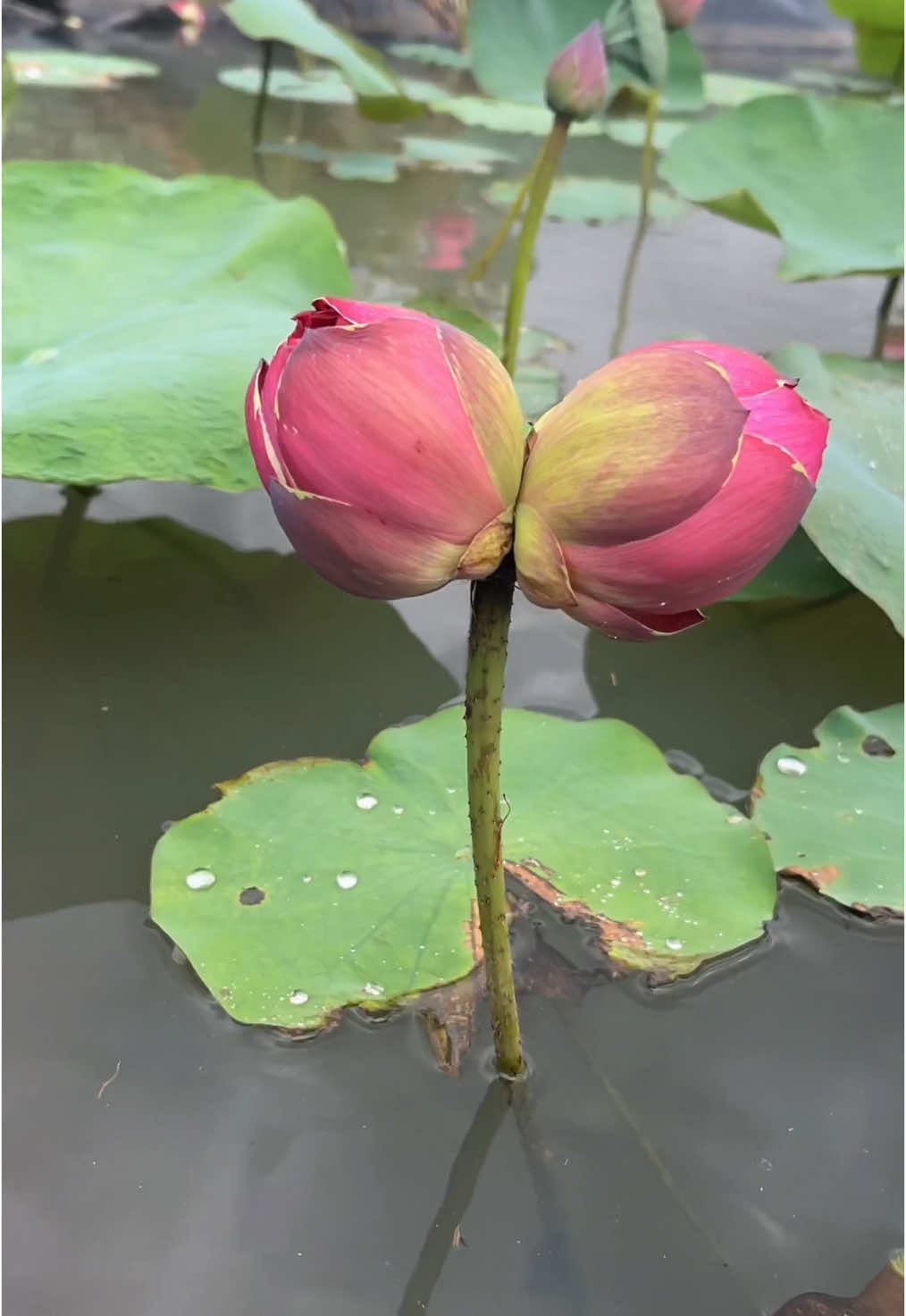 Bông sen Tịnh đế từ nụ đến lúc hoa nở 🌸 . Dòng sen Ruy băng tím ~ Hy vọng mn có 1 năm may mắn và bình yên 🪷 #hoasen #binhyen #lotus #tinhdehoasen #mayman 