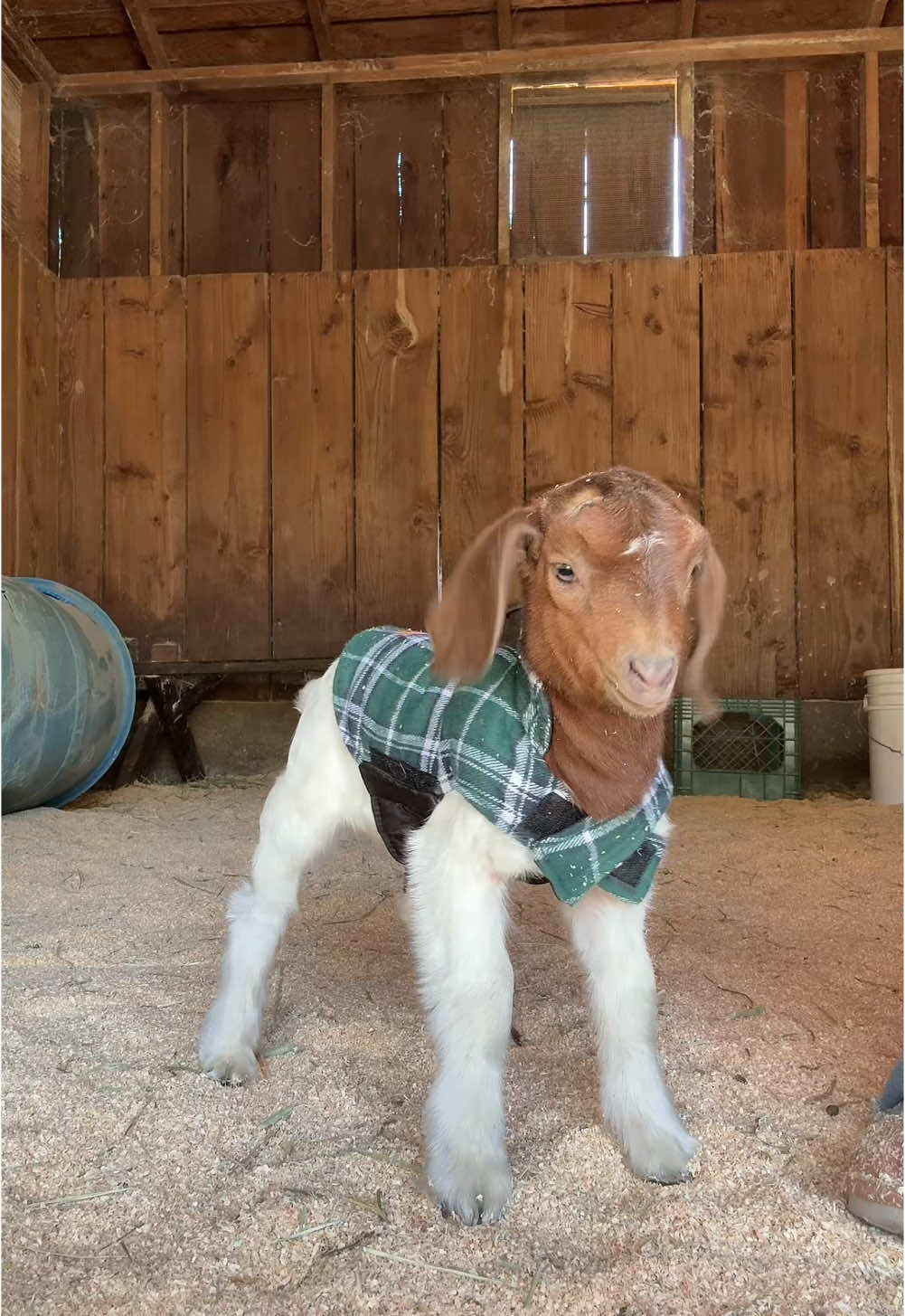 She’s going to outgrow it in like 4 days but worth it! #babygoat 