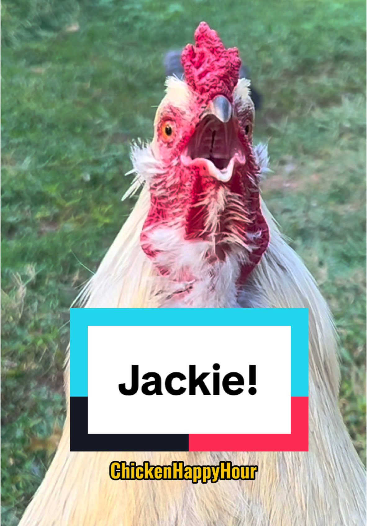 Frankie calling #jackie #jacky #jacqueline #jaqueline #jack #rooster #chicken #funnymemes #chickenhappyhour 