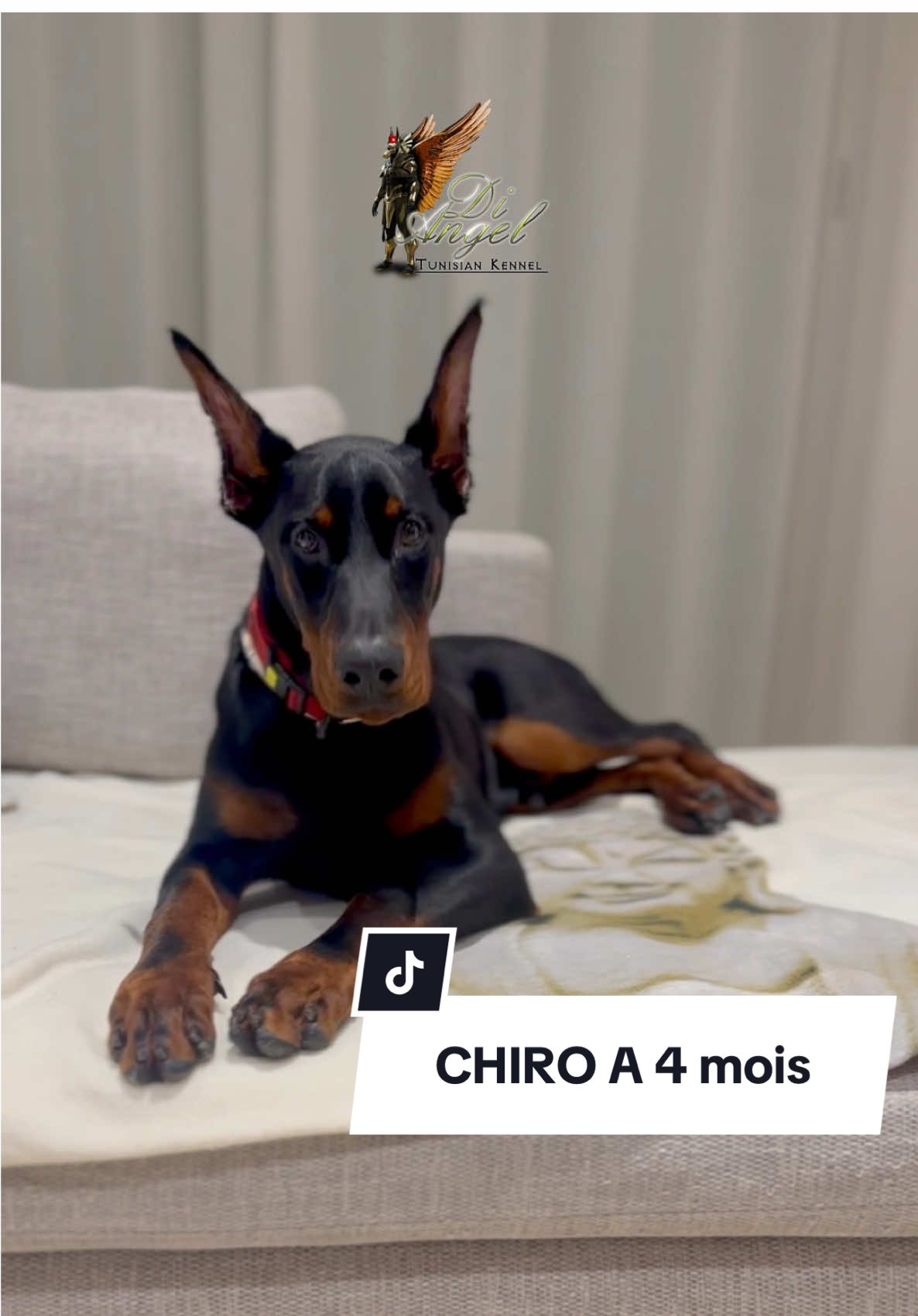 CHIRO L’IMMORTALI 🇹🇳🇷🇺 #doberman #dobs #dob #dogsoftiktok #chiro #kennel #kennels #dogs #morning 