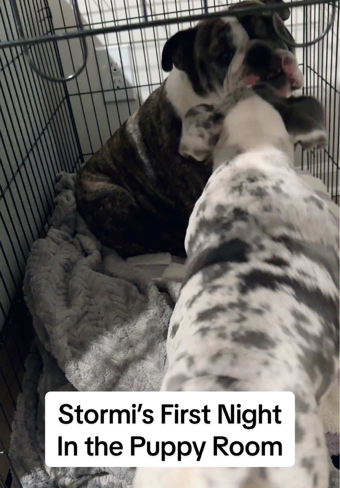 Stormi’s first night in the puppy room!