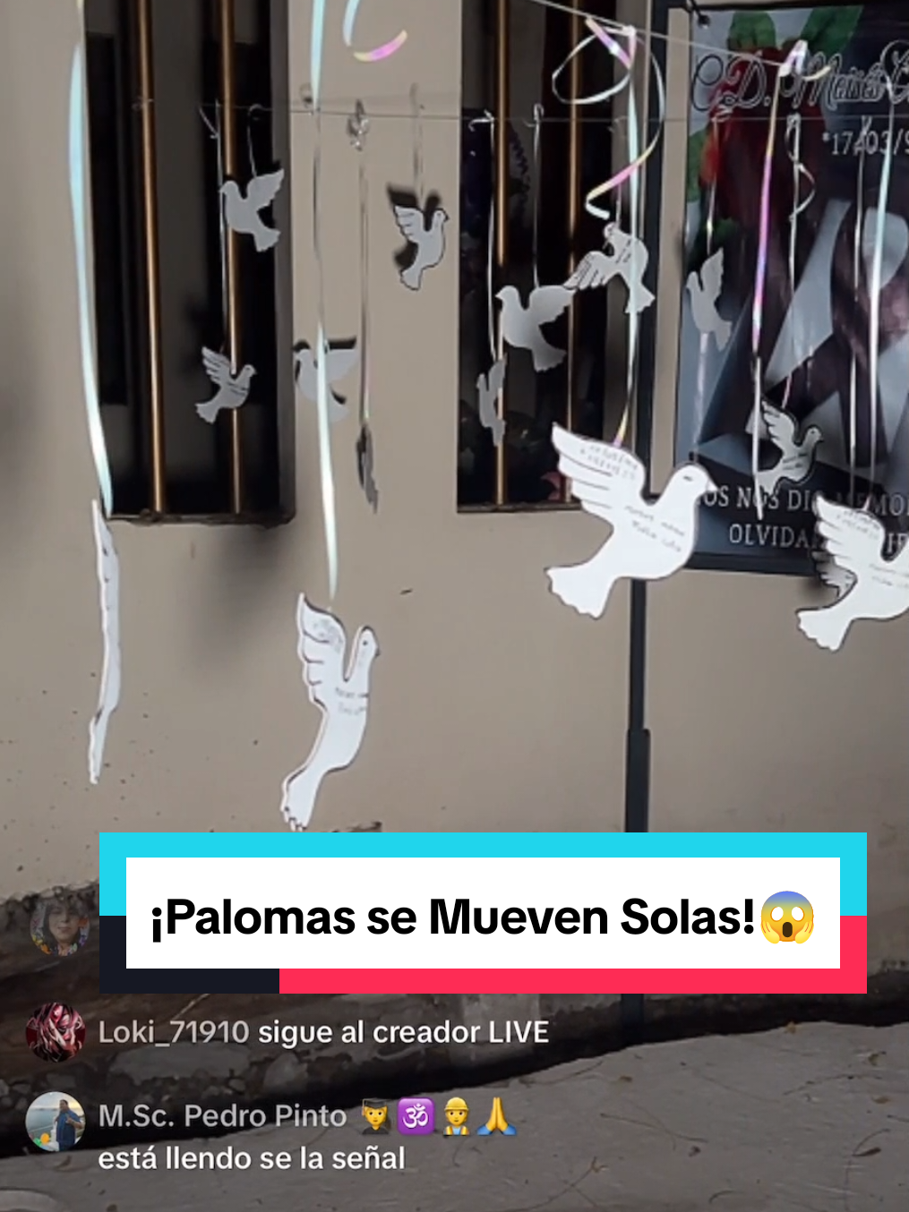 Un Fantasma nos atacó en enero de 2024, en el Panteón Nuevo de Guamùhil, Sinaloa; aquí se puede ver cómo unas palomas de papel blanco colgadas de un tendedero sobre una tumba se están moviendo solas sin que exista una corriente de aire o alguien que las manipule y fue durante una transmisión en vivo en TikTok.#tiktokviral #terror #misterio #urbex #panteon #fantasmas #cuentos #paranormal 