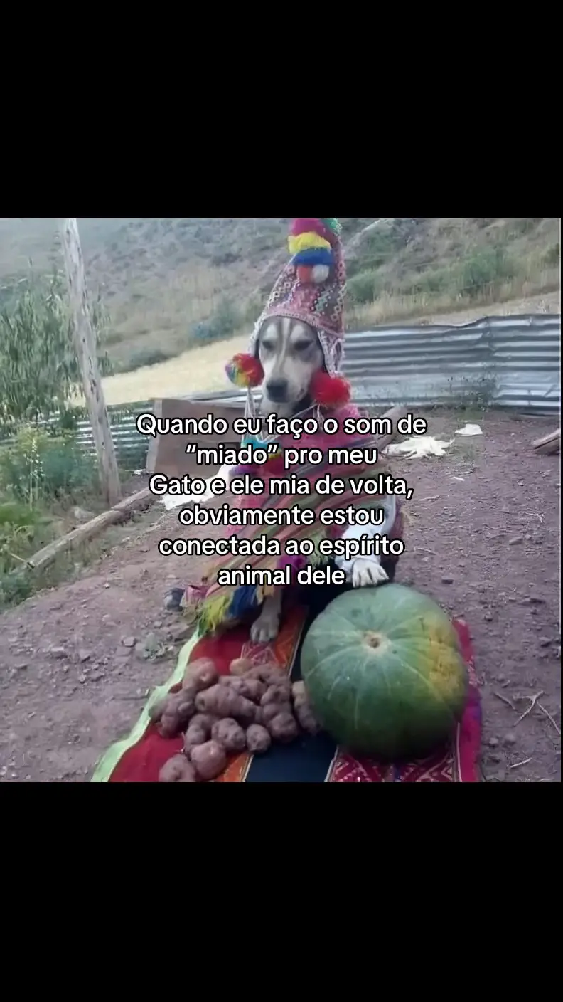 #indigena #tribo #cachorro #meme #amazonia 