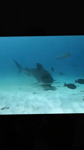 #sharke #sharkdiving #sharkfishing #greatwhitesharkfacts #greatwhitesharkweek #greatwhiteshark #sharkeatsshark #sharkvsshark #shark #sharkysharkshark #sharkattackshark #sharkattak #sharkbait #sharks #sharkfamily #sharkshark #sharkbaby #_____shark #_shark #shark? #sharkweek #sharkteeth #sharktok #sharklover #sharkattack #sharkchallenge #aggressiveshark #greywhiteshark #greatwhitessharks #greatwhitesharkcagediving #swimmingwithgreatwhitesharks #greatwhitwshark #greatwhitesharksfordays #greatwhitesharkclub #greatwhitesharkedit #greatwhitesharksleeping #greatwhitesharksighting #greatwhitesharkawareness #greatwhitesharkamerica #greatwhitesharkencounters #greatwhitesharkmovie #greatwhitesharkdiving #strandedgreatwhiteshark #greatwhitesharkbeached #great_white_shark #greatwhiteshark? #sharkwhitegreat #greatshark #greatwhite #greatwhitesharkuk #greatwhitesharkboat #babygreatwhiteshark #greatwhitesharklover #greatwhitesharkattack #greatewhiteshark #thegreatwhiteshark #agreatwhitesharrk #greatwhitesharshark #greatwhitesharks #fishsharkattack #sharkss #sharksofinstagram #sharktiktok #sharkidnikki #sharkspecialinterest #mamashark #sharktour #sharkeggs #fortniteshark #whiteshark #megashark #sharkvideo #______shak #sharkedit #sharksarefrends #shark_ #sharkfin #sharksoftiktok #landbasedsharkfishing #oceanicwhitetipshark #sharkprank #sharkstrike #hornshark #sharkawareness #dogfishshark #sharkhunt #banjoshark #biggestshark #sharklife #sharkmovie #bigshark #mommyshark #sharkcagediving #sharkfacts #sharktagging #zebrashark #reefshark #sharkallies #droneshark #sharkhunting #sharkcage #sharkmeme #sharkbiology #sharklovers #sharkdanger #makoshark #sharkcontent #sharkeatshark #shark% #sharksharksharks #sharksharkshark #megalodon #tigersharks #sharkart #sharkdiver #lemonsharks #sharkencounter #sharkyear #cutesharks #sharkbite #oceanlife #tigershark #swimwithsharks #tigershark roll 🦈 #sharky #America #USA #foryou #foryoupage #fyp #tiktok #viral # fogofomo #rescuesharks #greatwhites #blacktipshark #hammerhead #orcashark #saveshark #blueshark #blacktipreefshark #greenlandshark #goblinsharks #orca #hammerheadshark #greyshark