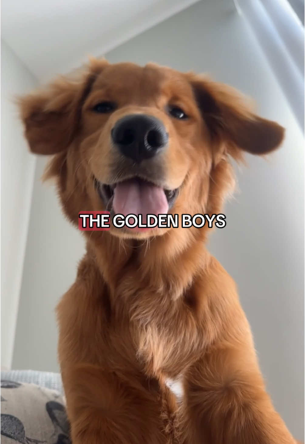 Murph is a proud member of the golden boys #goldenretriever #golden #puppy #dogsoftiktok #goldenpuppy #murphthegolden #dogtokers #puppytok #goldenretrieverpuppy #dogtok 