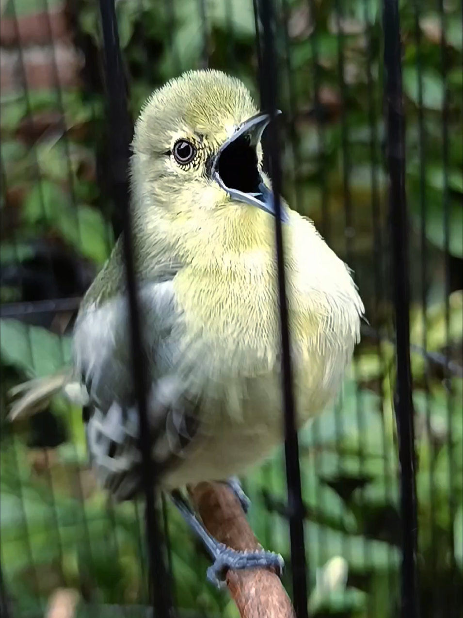 1 burung beda background #storyburung #story #hobby #hobi #masteranburung #hobiburung #kicau #storykicau #kicaumania #kicaumaniaindonesia #sirpu #sirtu #cipow #cipoh #cupon #viral #fypシ゚ #jombang #capcut #burungjuara #masteranburung #masteran #burungkebon 