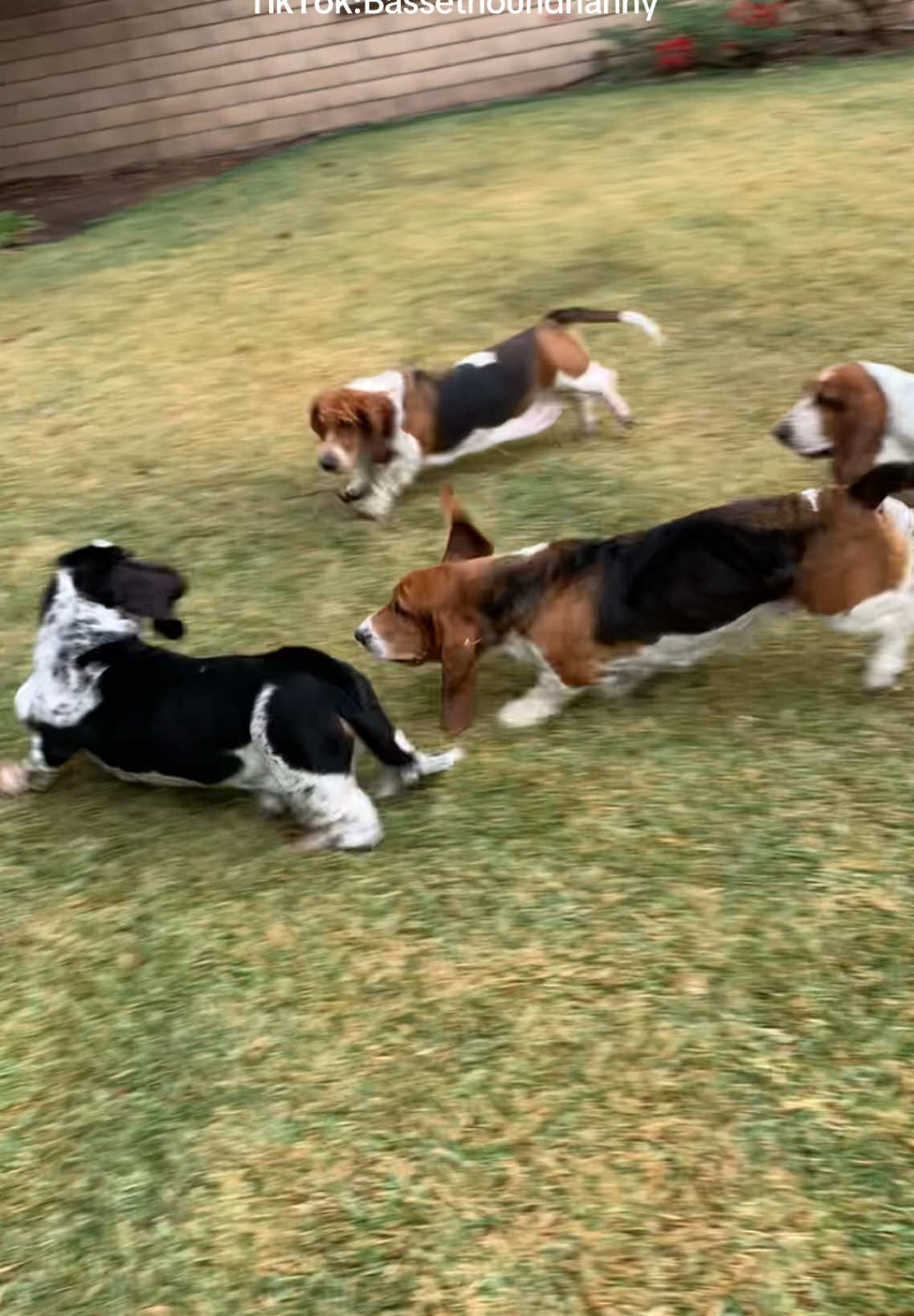 The scream is placed to perfect😂 #bassethound #bassethoundsoftiktok #bassethounds #puppies 