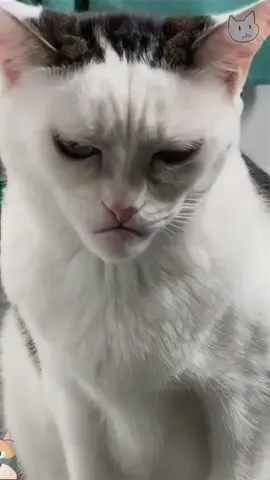 Have you ever seen a strange-looking cat?#cat #Funny #funnyvideo #ugly 
