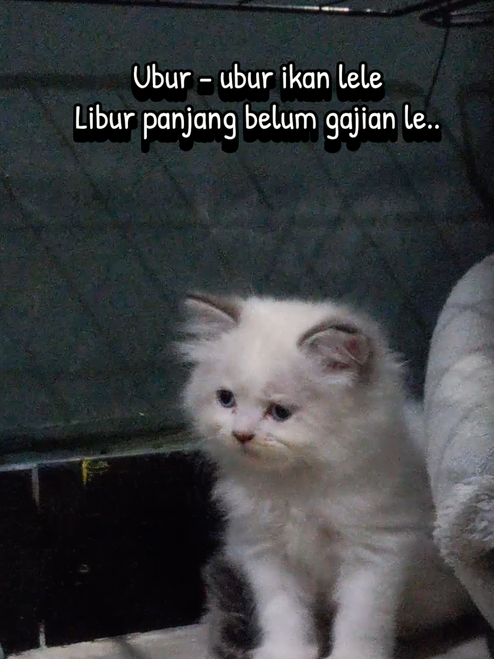 #anakkucing #kucinggemoy #anakkucing #cat #qoutes 