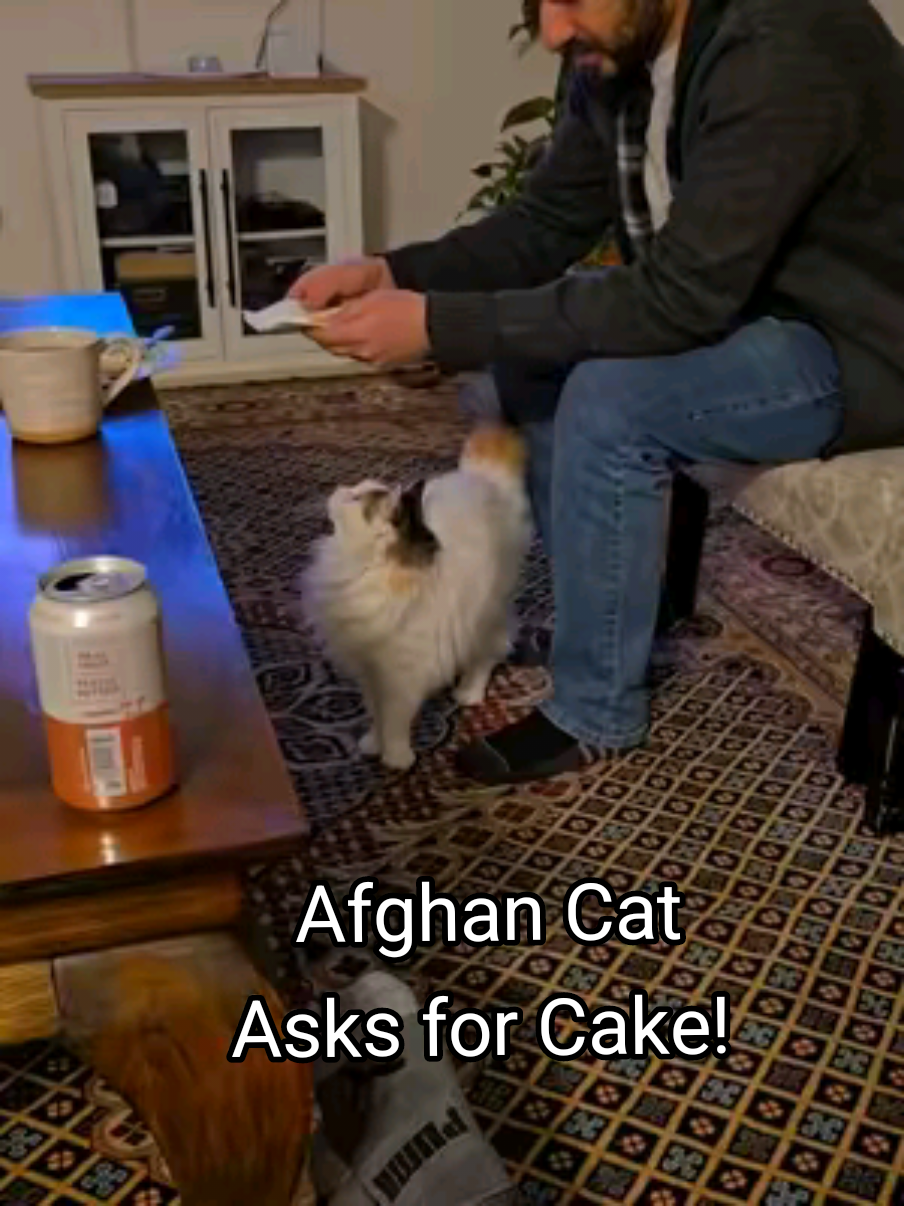 Have you guys figured out Shingulas favorite desserts? 🍰  #afghancat #catsoftiktok #tiktokcats #catlover #cats #afghantiktok  #creatorsearchinsights 