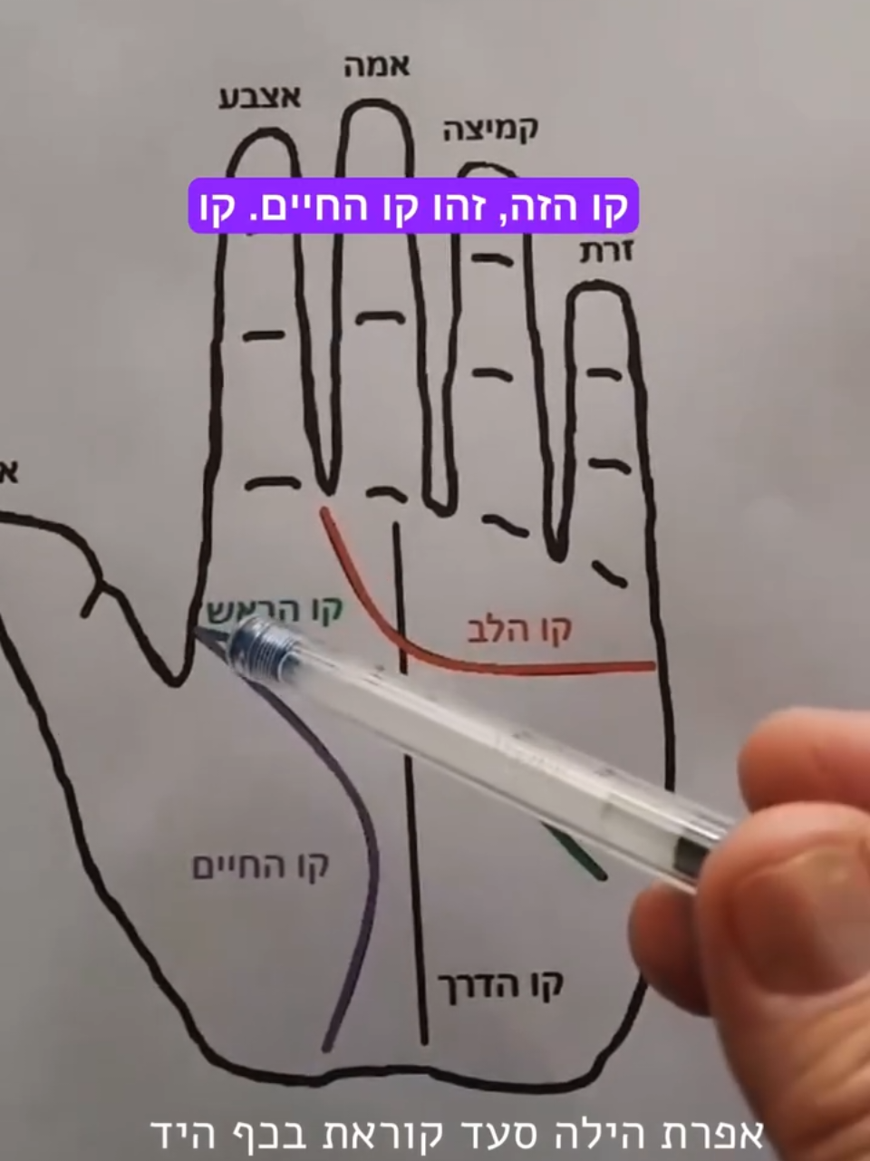 קו החיים מראה לנו את אורח, את אירועי חיינו מהעבר, מה עוברים כעת, ומה לפנינו . אינו מראה, את אורך חיינו. כשקו החיים מחובר לקו הראש, מראה על קשר הדוק למשפחה בה נולדנו.  לפרטים נוספים, וקביעת פגישת יעוץ אפרת הילה סעד 0587494235