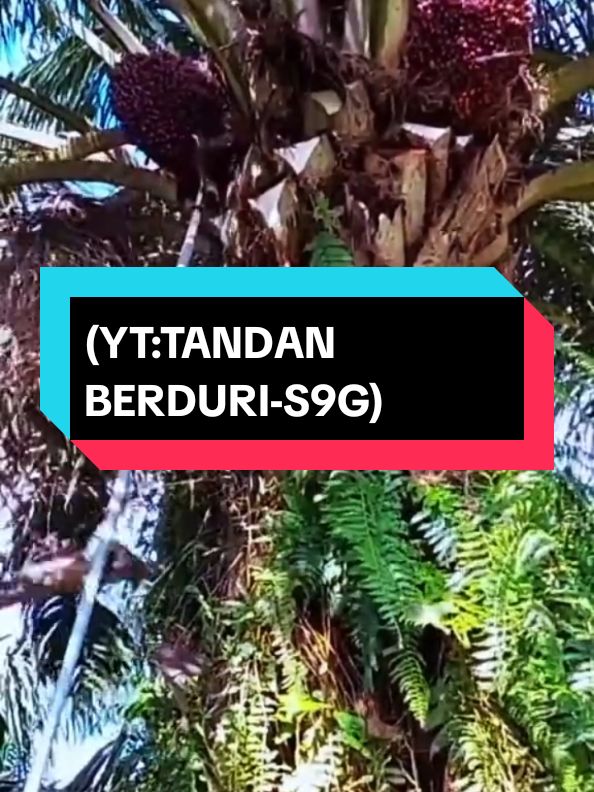 pruning sekalian panen(YT:TANDAN BERDURI-S9G)#tandanberduri #petanisawitsukses #petanisawitriau #petanisawit #petanisawit #petanimuda #petanisawitindonesia🇮🇩 