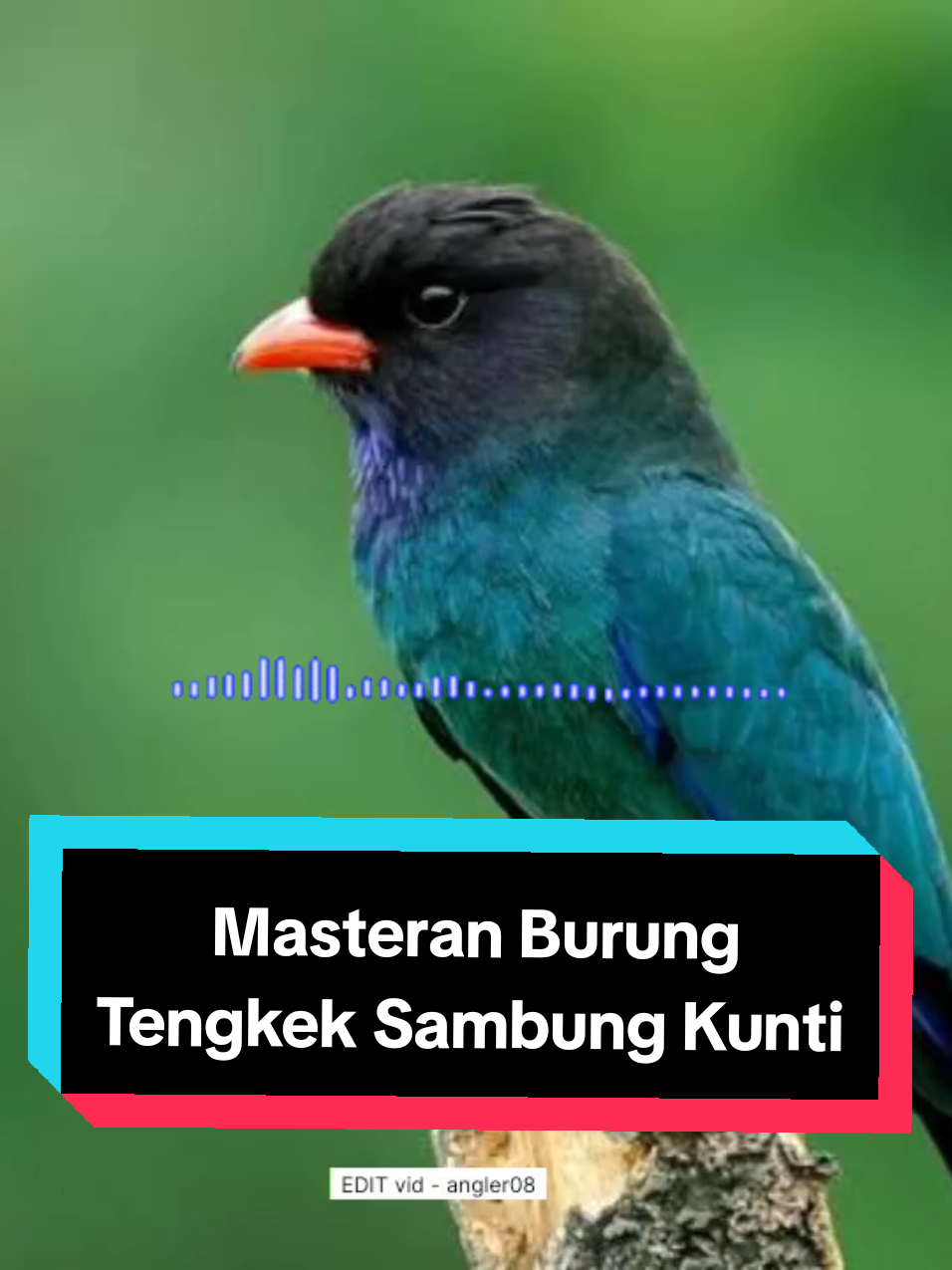 masteran suara burung tengkek dan kunti #masteranburung #masteranrolltembak #masteranburungjuara #masteranmuraibatu #masterancucakijo #masteransogon #masterankonin #masterankacer #masteranburungmaterimewah #masteranburungfullmateri #masteranburungfulltembakan #kicaumania #fyp #masteranfullmateri #masteranpelatuk #masterancendet #masteranpleci #masterantengkekbuto #masterankenari #masterankenarirusia #masterancigun #masteransikatanlondo #masterantembakankasar #masteranburunganis #masterancililin #burungmasteran 