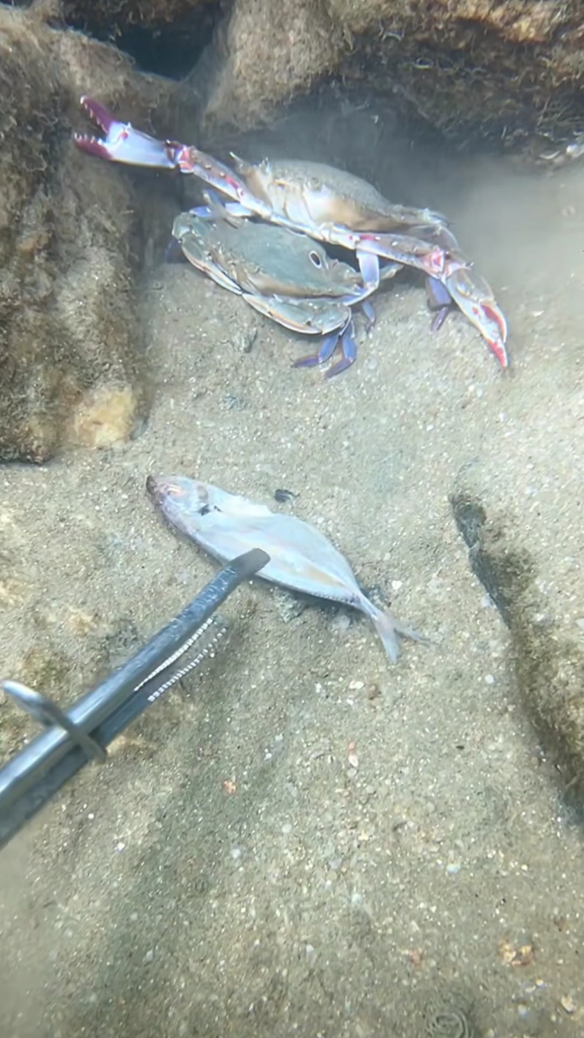 Diving met crab hugging crab on the seabed. #diving #crab #catchthesea #seafood #seaside #fish