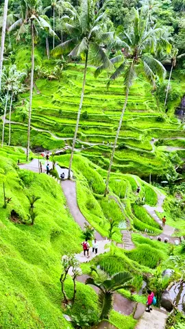 #balilife #riceterrace #tegallalang #baliubud #travel 