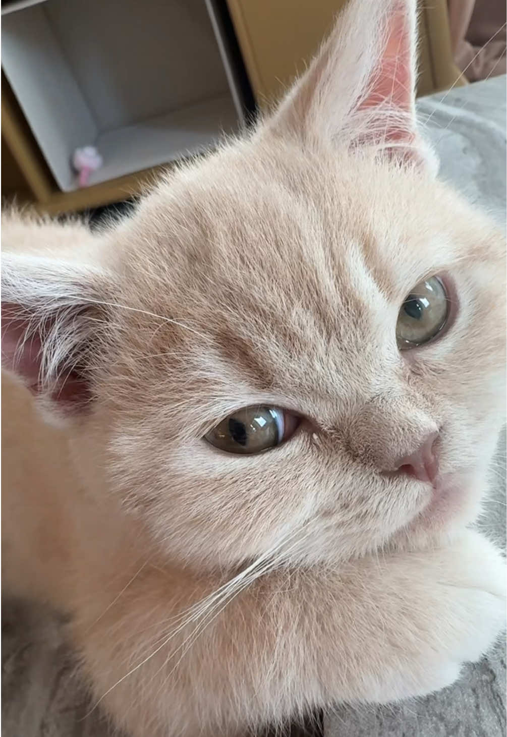 Purring like a cutie 😽😽#kitten #catpurring #purringkitten #britishshorthair #britishshorthairkittens #catvideo #cutecats #catperson #cutecats #cute #viral #cattrend #creatorsearchinsights 