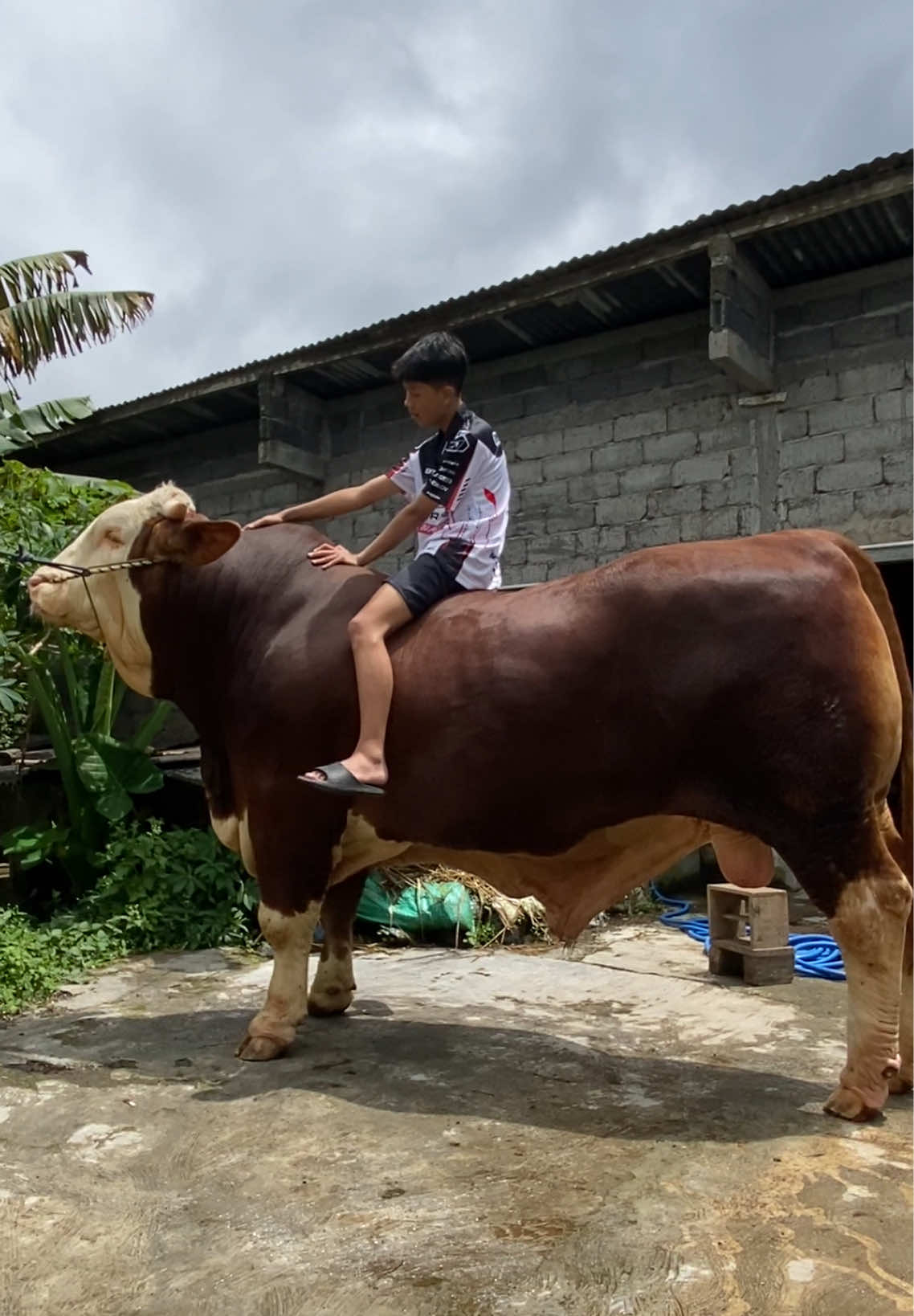 Sehat sehat galunggung 🤲🏻 #fyp #adtfarm #sapijumbo 