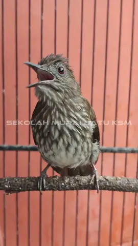 jarang yang punya nih burung siri siri kecil  memiliki variasi lagu yang banyak dan mewahh #sirisiri #sirisirigacor #sirisirikecil #sirisiribesar #masteranburung #masteransirisiri #kicaumania #kicaumaniaindonesia #reels #sirisiriisian #kapastembak #cucakjenggot #pancawarnagacor #yuhinagacor #gerejatarung 