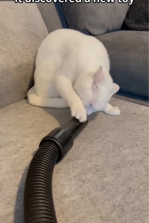 Cats VS Vacuum cleaners#for #cat #funnyvideos #cute #catsoftiktok 