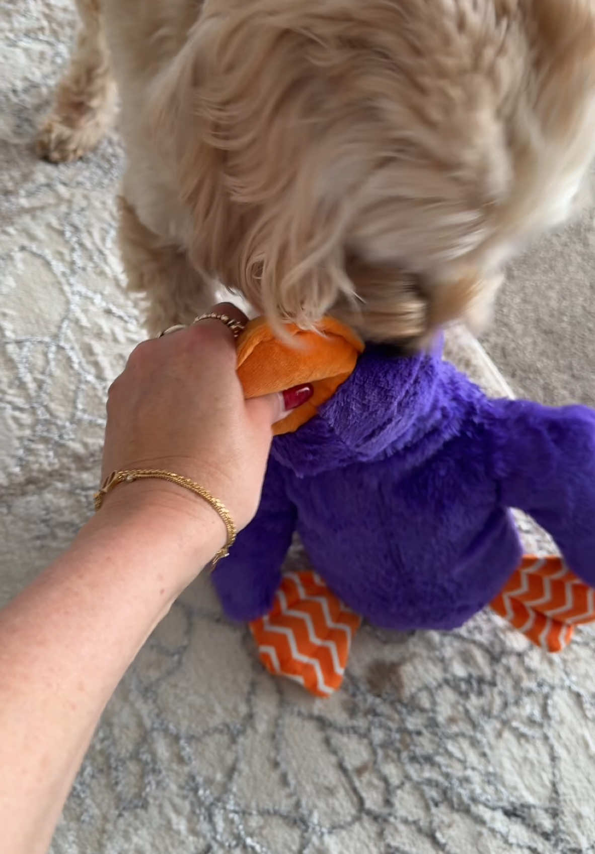 Thank you @Lazy Hound Toby loves his new toy 🐶 #dog #dogs #dogsoftiktok #tiktokmademebuyit #lazyhound #pets #dogsvideo #dogtoy #dogtoys 